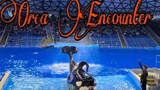 Orca encounter in seaworld #orca #seaworld