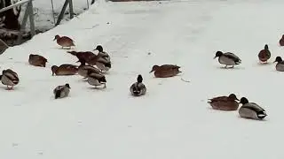 Зима.утки.пожар.