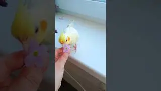 Весна в душе у Попугая