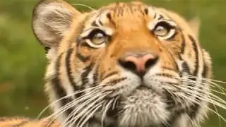 Save The Tiger!