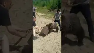 Помогли медведю