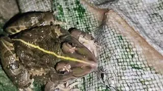 Frog Luke like very dengar @desiwebclips_12