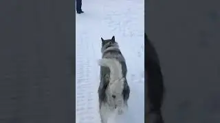 Маламут на свободе.