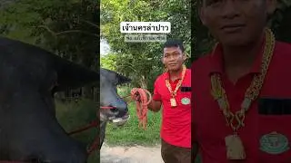 เจ้านครลำปาว หนุ่มน้องอนาคตไกล ลูก พ่อแก้วฟ้ากับแม่ช้าง