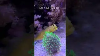 Reef Tank (TALKING WATCHMAN GOBY) #reeftank #aquarium #goby