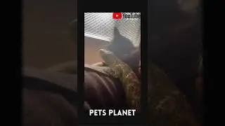 Pet Cat Is Obsessed With Her Lizard Brother - Cat And Lizard Video - Odd Pet Couples