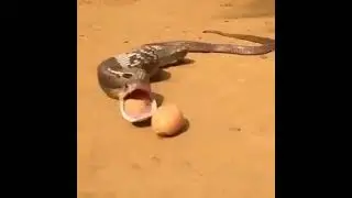 Snake spits out eggs! #shorts AnimalTube - World of animals