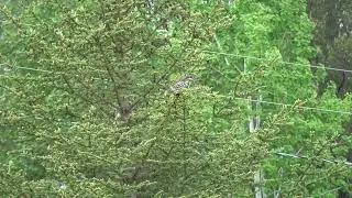 Spruce Grouse (Ontario, June 2023)