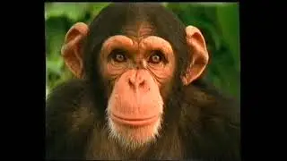 Kit Kat 'Chimp' Advert 1996 (VHS Rip)