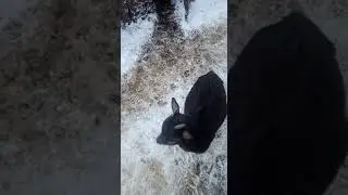 Коза Жулька