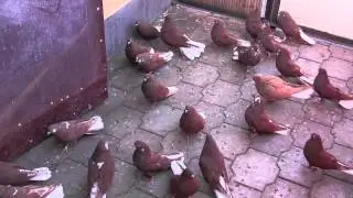 голуби в енакиево, летные, николаевские 23,02,2014 Олег лепа