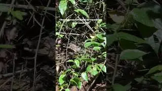 Salte a un río lleno de cocodrilos por mi drone #dronecrash #drone #djimini3pro