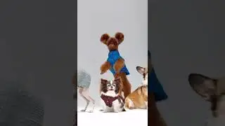 Капсула Pet — первая коллекция 12 STOREEZ для собак