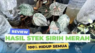 Review of Red Betel Propagation Results With 100% Cuttings All Live
