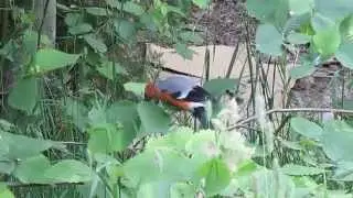 Снигирь летом в лесу