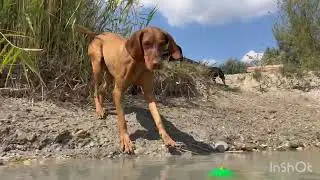 Murphy az úszó napközis