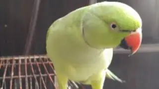 talking parrot | miyan mithu | ringneck parrot | #green #bird #ringneck #parrot #viral #1