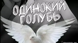 одинокий голубь клип