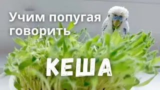 Учим попугая говорить 