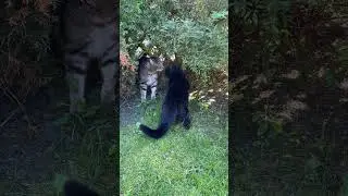 Кошачий рамс.