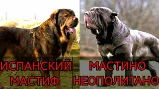 Кто сильнее!Испанский мастиф против неополитанского мастифа!//ANIMALS BATTLE BIT//