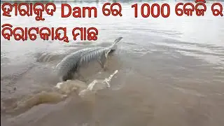 ହୀରାକୁଦ Dam ରେ  1000 କେଜି ର ବିଶାଳ ମାଛ ||