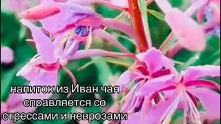 Чем полезен Иван-Чай🌱
