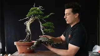 Trailer version: Kishu juniper inspired by nature one year later