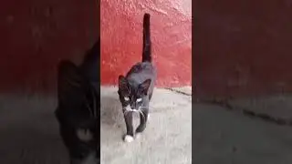кися в белых носках 😂