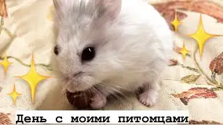 День с моими питомцами ✨