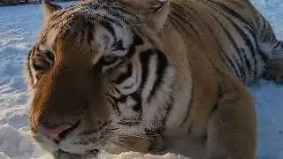 tigers enjoying and eating snow 😋😎