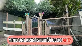 ÇOK FENALAR EN GÜZEL YER ONLARIN🥰👌ÇOK MUTLU OLDULAR🤍NEDEN YUMURTA VERMİYORLAR DI‼️‼️