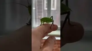 Почему кузнечики едят друг друга?