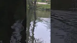 Бобёр,оз.Кабан ,Казань