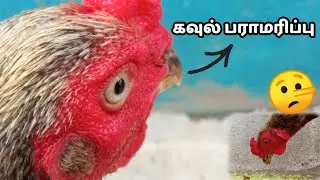 கவுல் பாராமரிப்பு🐓 #panthayaseval #pft #seval