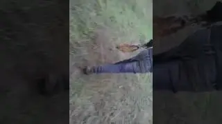 за грибами