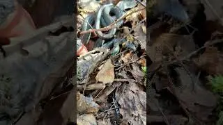 Встретили ужа холодным утром 