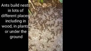 Beautiful Nature Insects / Ant Video 2019