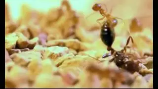Acid shields crazy ants from enemy's venom