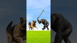 🤔HOW TO SURVIVE A DOG UNDER ATTACK BY A MONKEY🦧
