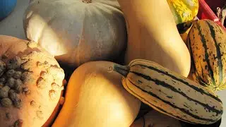 Diverse Delights of Squash: A Farmer's Favorite Varieties