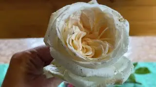 ROSE CUTTINGS🌹✊. WHY SO MANY 