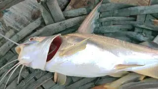 Cat fish ll Hook fishing in  Sundarban ll Adventure in Sundarban..
