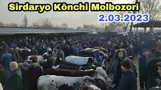 Sirdaryo Könchi Molbozori 2.03.2023