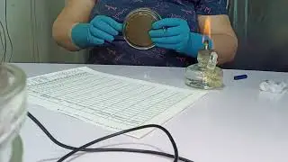Готовимся в новому сезону. Пересеваю на чашках петри биопрепараты для дальнейшего засева на субстрат