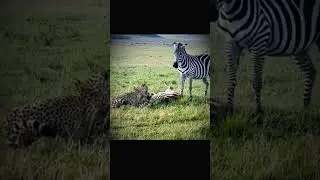 Mother Zebra Saves Baby From Cheetah #shorts