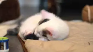 Kitten aan het spelen