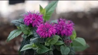 Leading Lady Plum® Bee Balm | Fragrant, Pollinator-Friendly Perennial