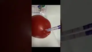 лайфхак 2 полоски. тест на беременность. помидор