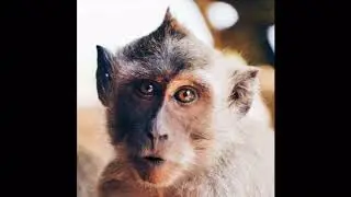@MikeyStillaVailable everyones favorite gorilla bachelor with Jason Fauxhawk